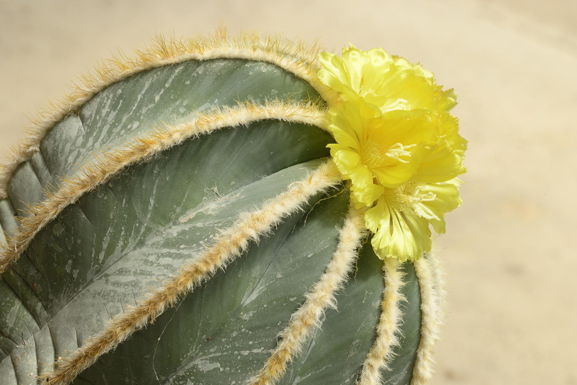 cactus with yellow flower